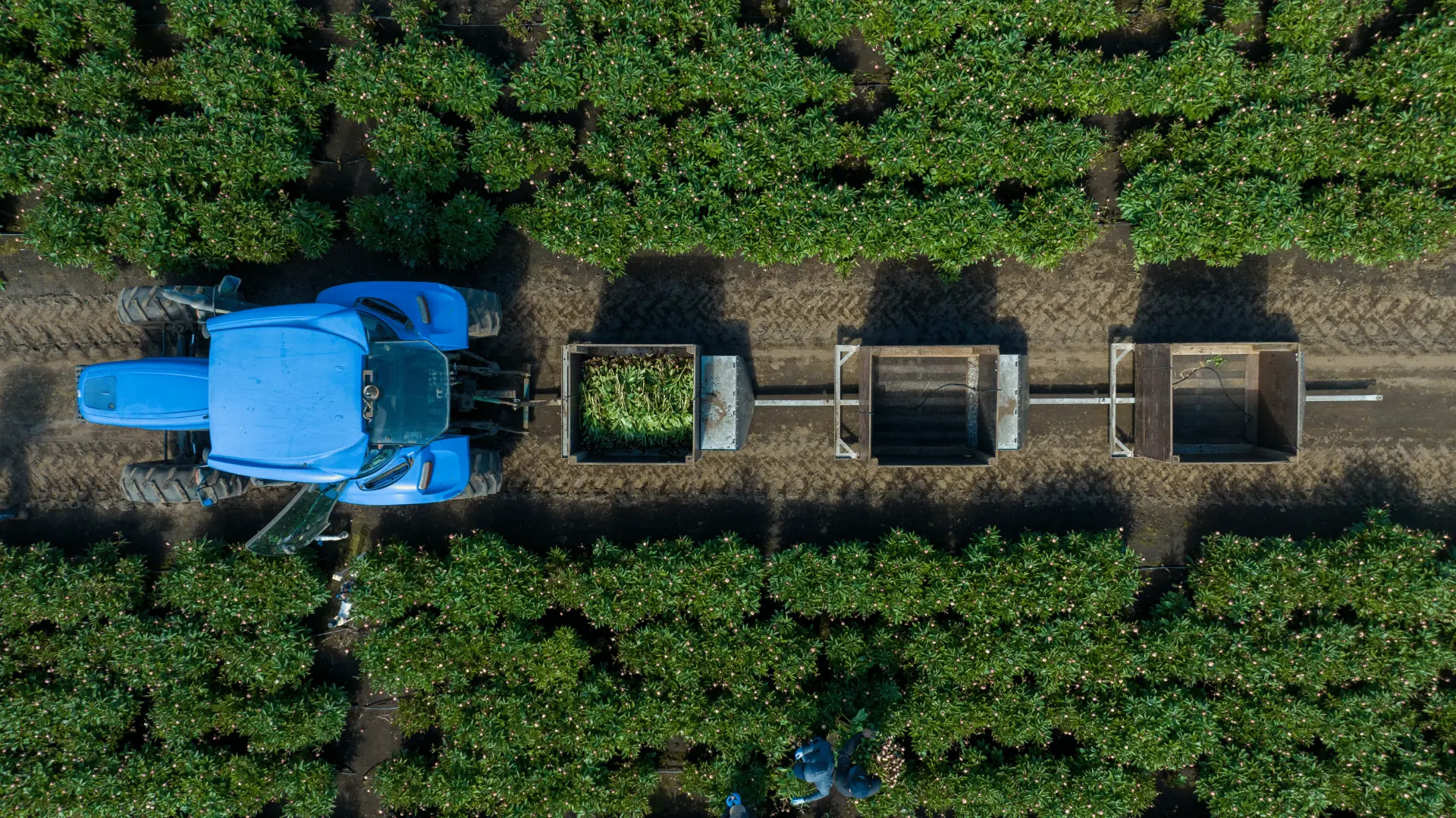 Tractor y campos de cultivo vistos desde el aire